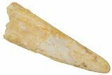 Fossil Pterosaur (Siroccopteryx) Tooth - Morocco #216967-1